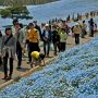 【ひたち海浜公園】丘を登る人々