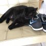 Looks comfy, Angus... Not. 