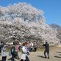 今日はイマイチな天気予報に反して朝方スカッと気持ちよく晴れたので再び天平の丘公園へ まだ栃木ではソメイヨシノ咲いてないんだもんｗ