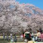 【天平の丘公園】準備万端な方は完全装備でお花見に興じるｗ 
