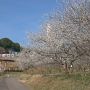 【栃木】市貝町 観音山梅の里 ようやく梅林の梅が見頃になりました！