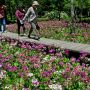 【上三依水生植物園】ピークはやや過ぎたかなって感じはしますがこれだけ綺麗に咲き揃っているクリンソウは貴重です 見頃は来週いっぱいって所でしょうかね