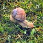Fast and furious... 🐌
#onspeed #ouderwetse #moving