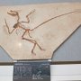 【那須野が原博物館 大恐竜展Ⅱ】ミクロラプトルの全身骨格 これは個人所有の一品らしい 