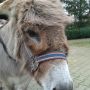 vriendinnetje voor vanmiddag #olivia#tvoost