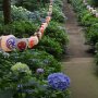 【栃木】磯山神社の紫陽花 