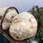 Paddestoelen op de markt