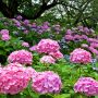 【権現堂堤】桜の名所としても有名な幸手市の権現堂堤に紫陽花の季節が到来！ 只今見頃です！