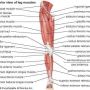 The one labeled rectus femoris. 