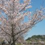 【茨城県・千波湖畔の桜】遠くには偕楽園の好文亭も見えます 