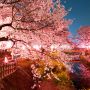 【真岡市・城山公園】心霊写真みたいになってしまったがまあいいだろうｗ (ﾟ∀ﾟ; ｱｾｱｾ