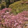 【グンマー】妙義山さくらの里の八重桜 こちらも例年GWに見頃を迎えます
