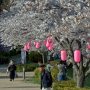 【真岡市・城山公園】風が吹く度に桜吹雪が舞う 