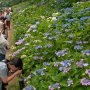 【幸手市権現堂あじさい祭】どちらかというとまんまるの普通の紫陽花よりも額紫陽花の方が多い(目につく)印象です 