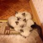 @NadjaLn даа, понесло нас.. Не в ту сторону. А вот такие котята были осенью у Дуси 