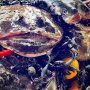 How much is the fish?