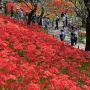 【権現堂堤の彼岸花】権現堂の素晴らしい所はこれだけの花を管理しつつ駐車料金も含めて完全無料で楽しめるという事 800円取られる某所とは(ry