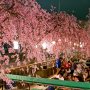 【宇都宮市・釜川の枝垂れ桜】続いては市街の川沿いで行われている桜まつりを覗いてみました 桜は満開なれど荒ぶる酔っぱらいの進撃は止める事が出来なかったｗｗｗ おまいら、もっとじっとしてろｗｗｗ