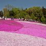 秩父市・羊山公園の芝桜 9種類、約40万株の芝桜が織りなすパッチワークのような景観が実に見事 今年は見頃までもう少しかかるようです