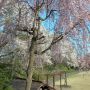 【桜紀行2014】上三川町・上三川城址公園の桜 遅れていた枝垂れ桜もようやく見頃になりました