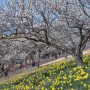 【那須塩原市・東那須野公園】斜面に植えられた白梅と黄色いスイセンのコントラストが実に見事 見下ろすように撮れるのもポイント高い♪ 