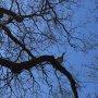 Gans in de boom