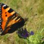 Vlinder #natuur #vlinder #polder 