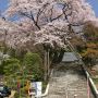 【栃木の桜】宇都宮と言えば通称「赤門の桜」とも呼ばれる慈光寺のヒガン桜も早咲きの桜として知られています