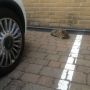 Conducting my casting from the carpark as my beligerent mogster won't shift. 