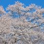 【天平の丘公園】今年の淡墨桜は花が多い！