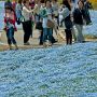 【ひたち海浜公園】お花に囲まれて