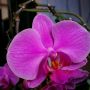 Een bloem van deze orchidee :D