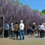 【あしかがフラワーパーク】今年の大藤まつりは4月19日から ふじのはな物語2014は開幕間近！
