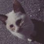 ぎゃーん(>_<)！連れて帰りたい(>_<)！こんなことってあるの？ってくらい人懐こい
