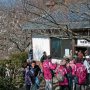 【筑波山梅林2017】観梅の起点となる物産館 この辺は紅梅が多いらしく見頃を終えてしまったようです・・・ 