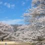 【天平の丘公園】昨日は逆光で撮れなかった奥に植えられている木も撮影～