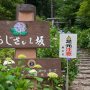 今週は太平山のあじさい坂に紫陽花の咲き具合を偵察に行ってｷﾀ━━ヽ(ﾟ∀ﾟ )ﾉ━━!! 