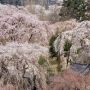 枝垂れ桜の名所と言えば秩父の清雲寺 境内を埋め尽くす枝垂れ桜は圧巻の一言
