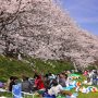 おまいら！ お花見シーズンの始まりだぞ！ 酒の貯蔵は十分か？ｗ