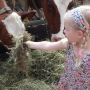 Koe voeren #boerderijdag #cs
