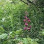 Lys Martagon met 12 bloemen, een wandelaar beweerde er ooit een gezien te hebben met 21 bloemen