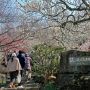 【筑波山梅林】梅林の入り口 筑波山の中腹にあるのでほとんど通路は坂道ですｗ 健脚な方向けのスポットですね