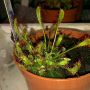 Drosera anglica #vleesetendeplant
