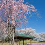 【栃木の桜】「ツツジの郷」として知られる矢板市・長峰公園ですが、桜の時期も見事です