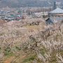 【榛名梅林】斜面から見下ろせる梅林は撮りやすくていいです♪