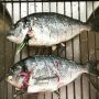 Love is: knowing how to prepare her favorite fish...
