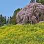 二本松市の合戦場のしだれ桜 まもなく見頃！