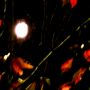 満月前夜、魅せられて...。