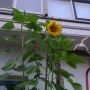 1 van mn zonnebloemen bloeit :D