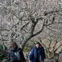 【筑波山梅林2017】上から見下ろすと何気に勾配の急な所があったりｗ 健脚な方向けのスポットですな 